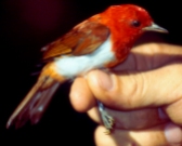 Scarlet-and-white Tanager (Chrysothlypis salmoni) ©WikiC
