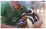 Magellanic Penguin (Spheniscus magellanicus) ©Globo TV