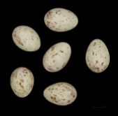 Snow Bunting (Plectrophenax nivalis) Eggs ©WikiC
