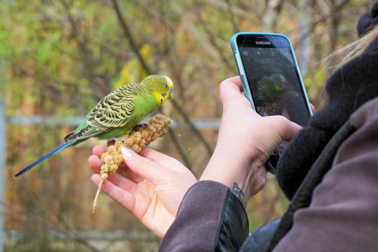 Parakeet being photographed by Phone
