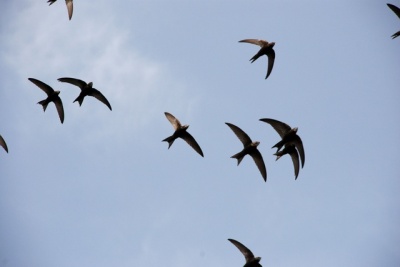 commonswift-flock-in-air