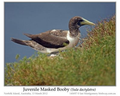 Masked Booby (Sula dactylatra) Juvenile by Ian