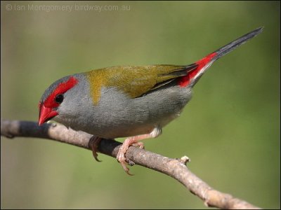 Red-browed Finch (Neochmia temporalis) by Ian