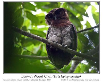 Brown Wood Owl (Strix leptogrammica) by Ian
