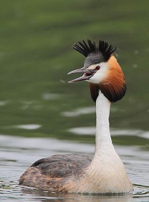 Great Crested Grebe (Podiceps cristatus) Calling for partner ©WikiC