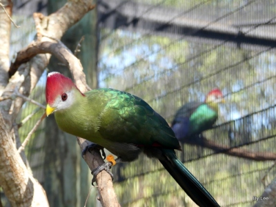 Red-crested Turaco at Brevard Zoo by Lee