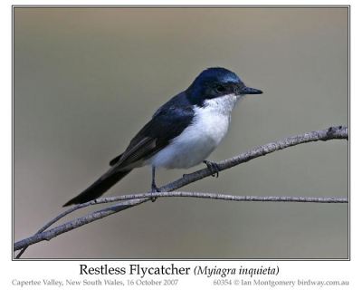 Restless Flycatcher (Myiagra inquieta) by Ian