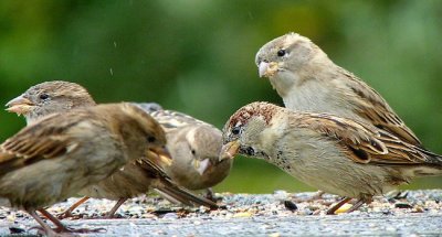 House Sparrow (Passer domesticus) Five ©Indiatoday
