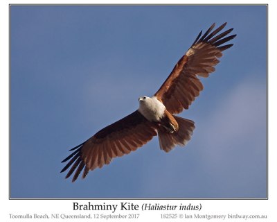 Brahminy Kite (Haliastur indus) by Ian