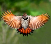NORTHERN FLICKER (red-shafted form) photo credit: Evergreen State College