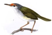 Rufous-fronted Tailorbird (Orthotomus frontalis) ©Drawing WikiC