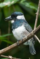 Black-breasted Puffbird (Notharchus pectoralis) WikiC