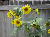 sunflower-by-fence
