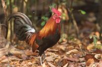 Red Junglefowl (wild equivalent of domestic chicken) Frederic Pelsey photo