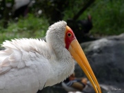 Yellow-billed Stork (Mycteria ibis) Wet at Jacksonville Zoo