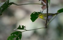 Yellow-vented Warbler (Phylloscopus cantator)