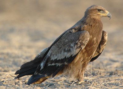 Steppe Eagle (Aquila nipalensis) by Nikhil Devasar