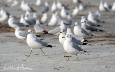 CHA-Lai Ring-billed Gulls; Hilton Head Island, South Carolina, USA by William Wise Photo