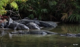 Gators at Gatorland by Dan
