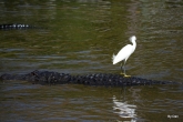 Snowy Egret and Gator at Gatorland by Dan