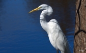 Great Egret at Gatorland by Dan