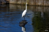 Great Egret at Gatorland by Dan