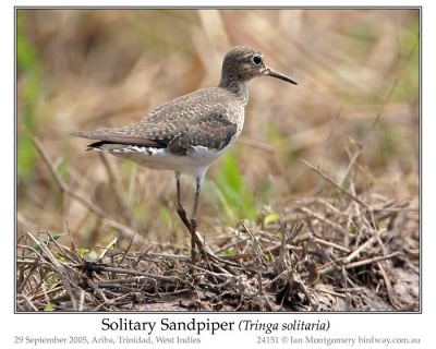 Solitary Sandpiper by Ian