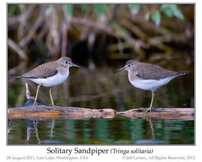 Solitary Sandpiper by Ian