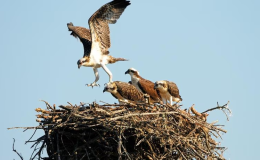 Bird Nests are Important — the Bible Says So